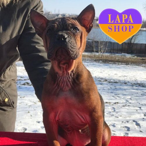 Чарівна дівчинка породи китайський бульдог