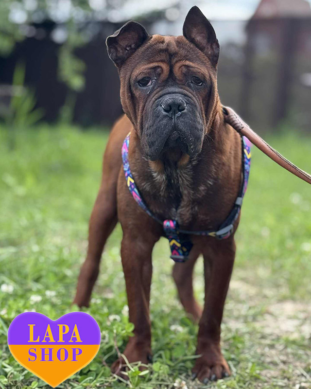 рудий чунцин