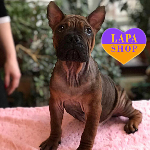 Джентльмен породи китайський бульдог