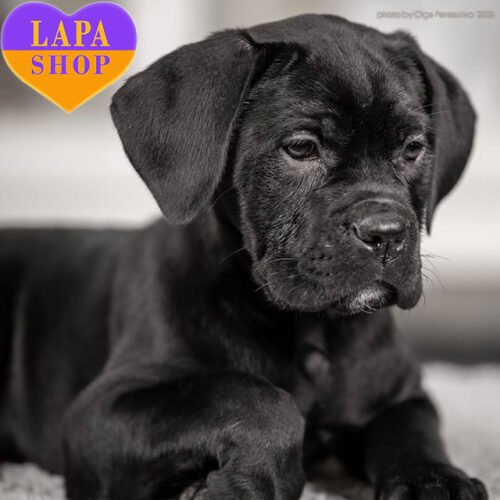 Chloe Taco — Beautiful Black Cane Corso Girl