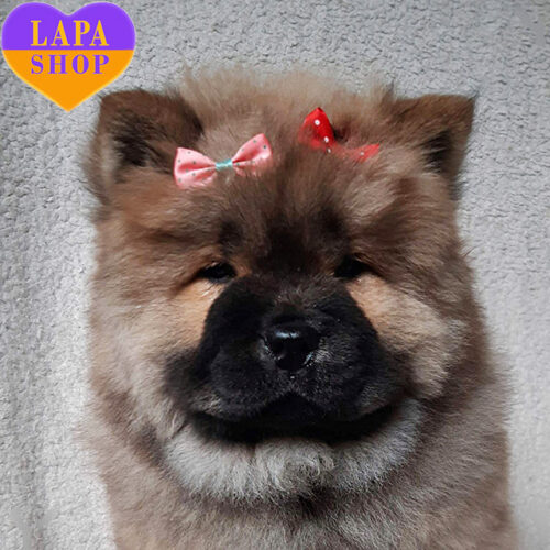 Милая девочка породы чау-чау ждет свою семью