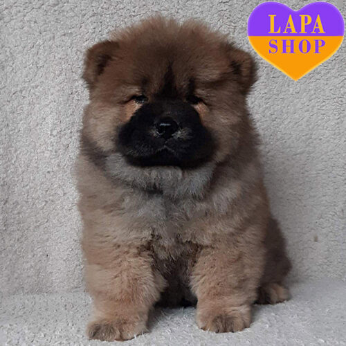 Рудий хлопчик породи чау-чау чекає на свою родину