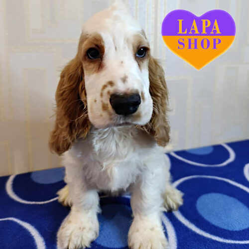 Мила дівчинка породи англійський кокер-спанієль в біло-рудій шубці