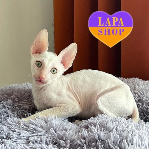Гендальф — элегантный котенок породы корниш-рекс в белой шубке и с очаровательными желтыми глазками
