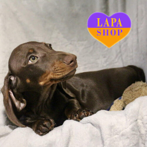 Мальчик Jakard породы миниатюрная гладкошерстная такса