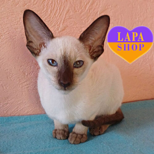 Ориентальный красавчик Daniel