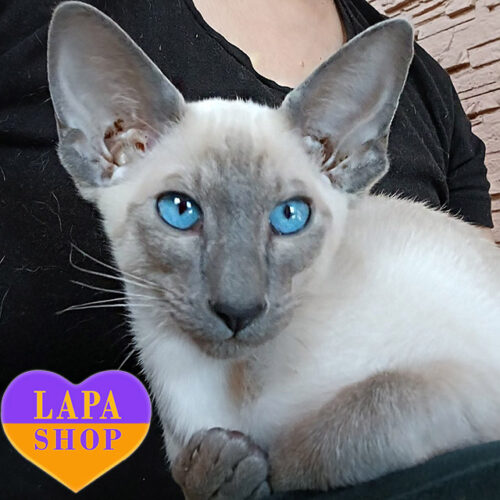 Элегантный котенок ориентальной породы с изящным сиамским голубым окрасом Darren