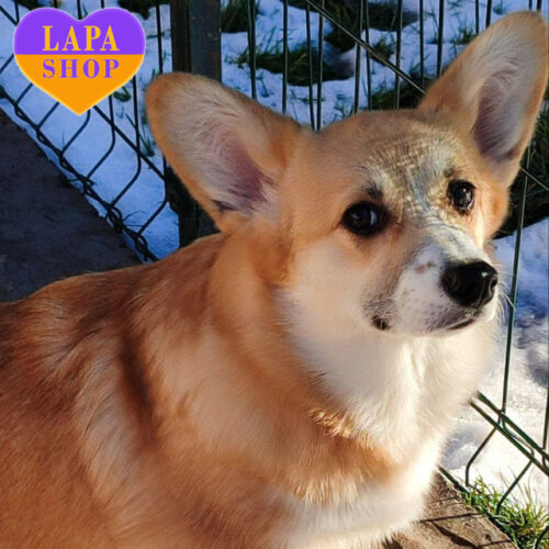 Даяна — девочка породы вельш-корги пемброк рыже-белой окраски