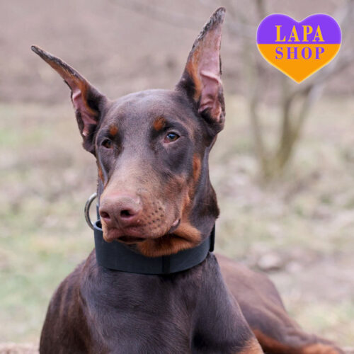 Очаровательный мальчик породы доберман коричневой окраски