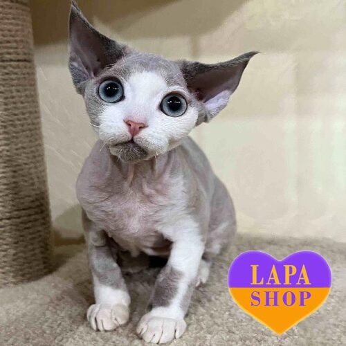 Garik — очаровательный котенок породы девон-рекс