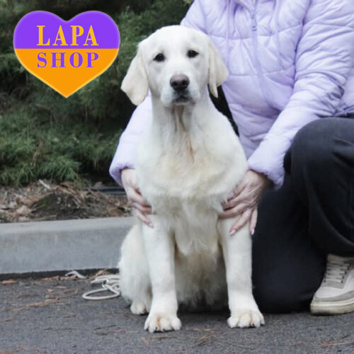 Очаровательная девочка породы золотистый ретривер Еden