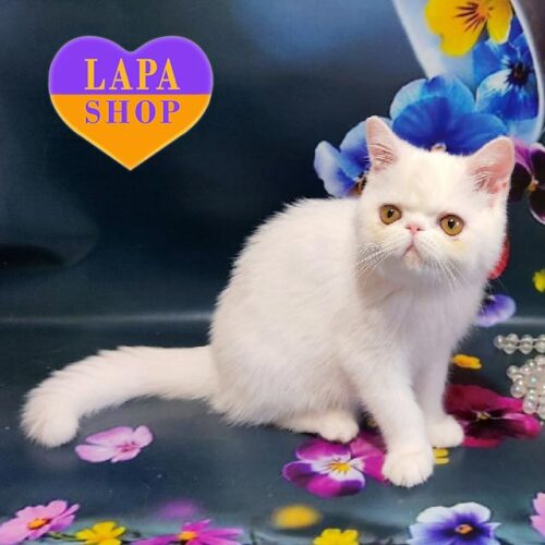 Eva is a Cute Exotic Kitty in a Snow-white PlushFur Coat and Charming Yellow Eyes