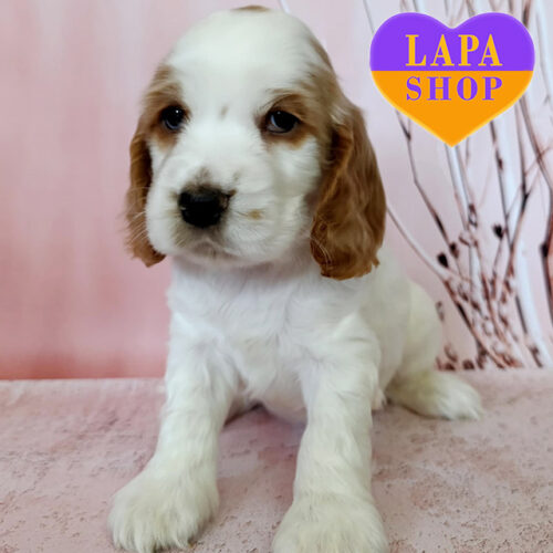 Чарівна дівчинка породи англійський кокер-спанієль біло-рудого забарвлення