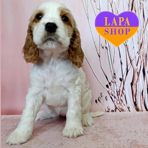 Неймовірна красуня породи англійський кокер-спанієль рудо-білого забарвлення
