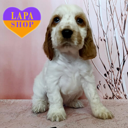 Чарівна леді породи англійський кокер-спанієль в рудо-білій шубці