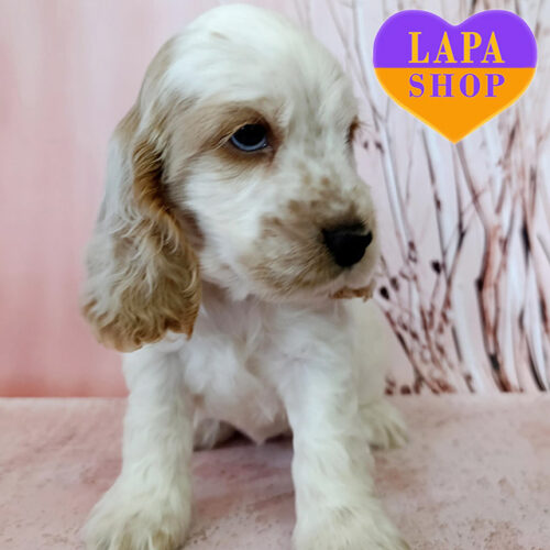 Гарна біло-руда дівчинка породи англійський кокер-спанієль