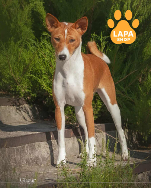 рудо-білий басенджі 