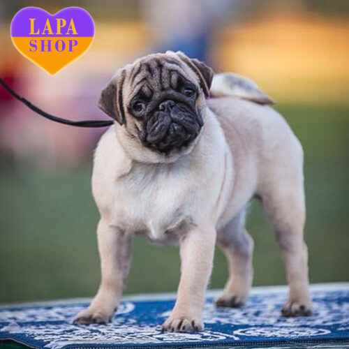 Ester Shine — мила дівчинка породи мопс