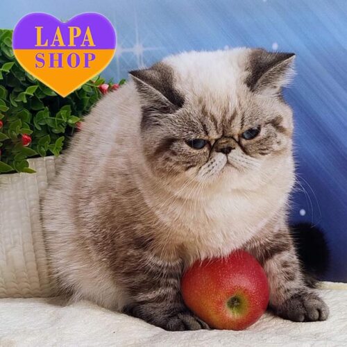 Bella — милая кошечка породы экзот