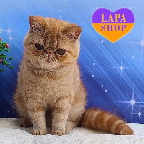 Cute Exotic Kitty in a Bright Red Fur Coat Emilia