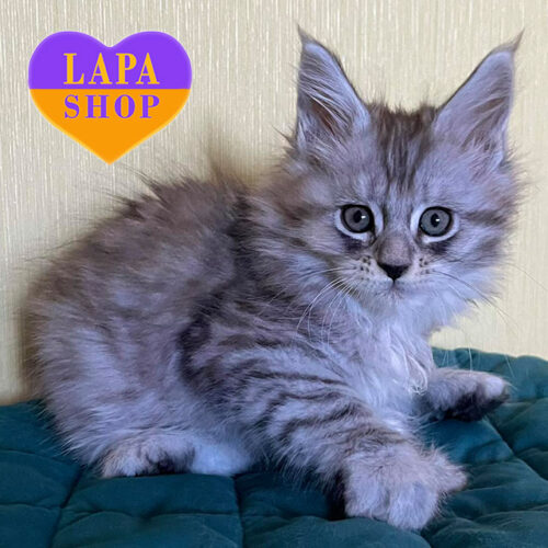 Finli – грациозный джентельмен породы мейн-кун