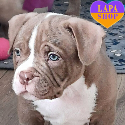 Flasher — American Bully Boy