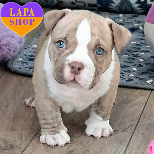 Fletcher — Adorable Handsome Boy American Bully