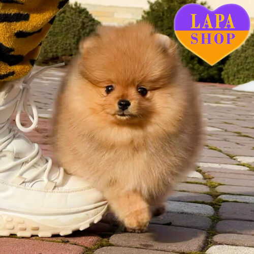 Мальчик породы померанский шпиц Florence