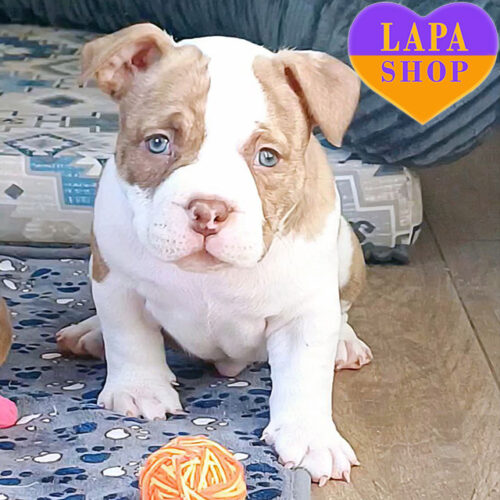 Florida — Charming Girl of American Bully Breed