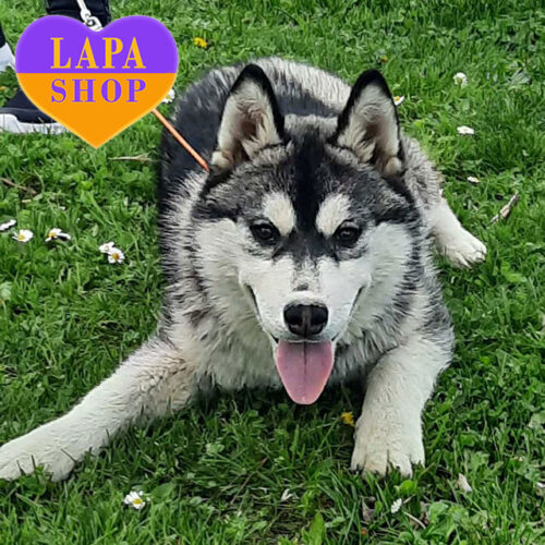 F'Make Music To Lord — Black and White Girl Siberian Husky