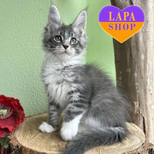 Foster is a Handsome Maine Coon Kitten