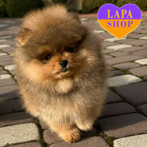 Милый мальчик породы померанский шпиц Francesco нежной окраски