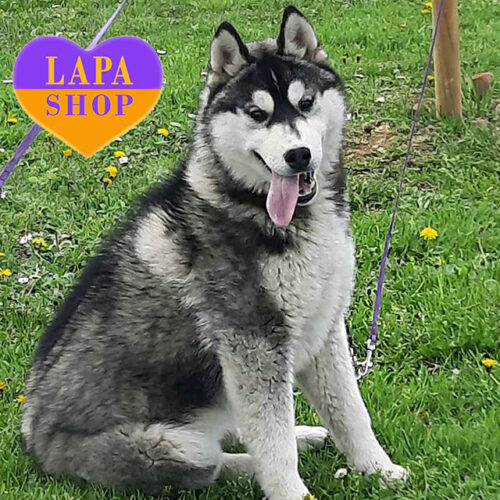 F'Show You Salvation is a Cute Black and White Siberian Husky Girl