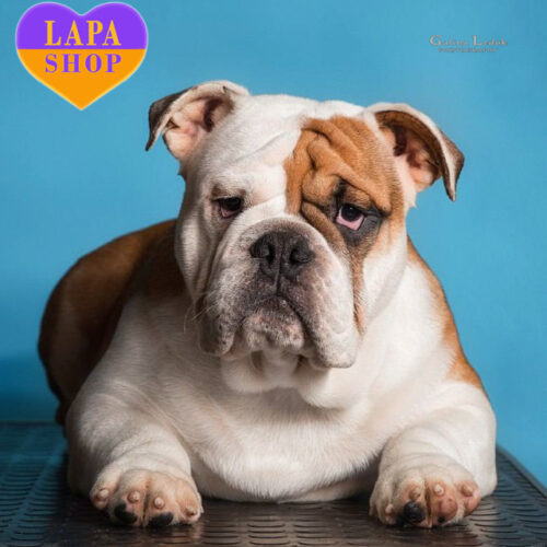 Біло-рудий хлопчик англійський бульдог Gabriel