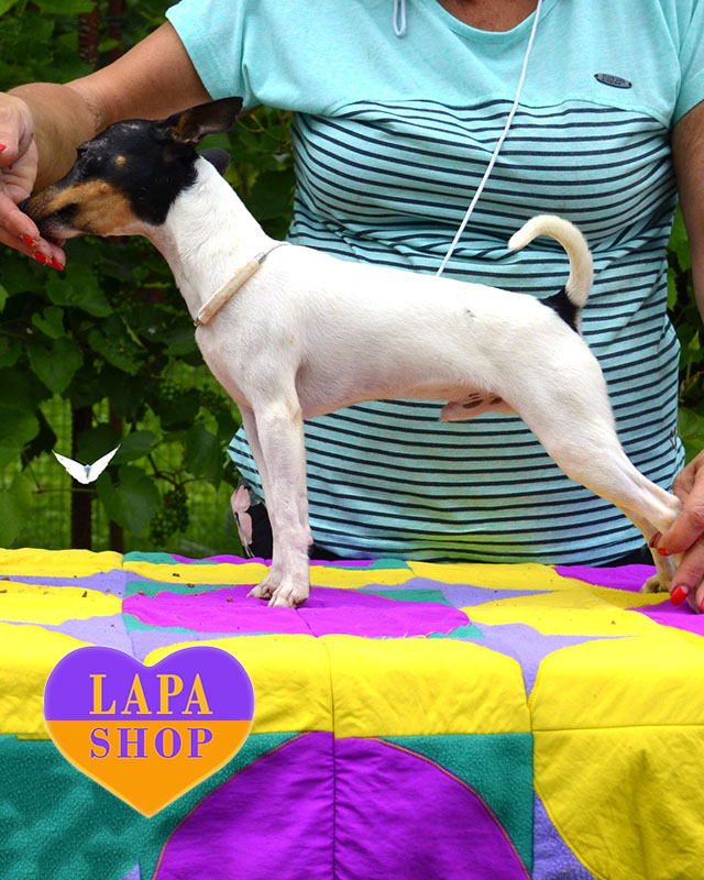 триколорний американський той-фокстер'єр