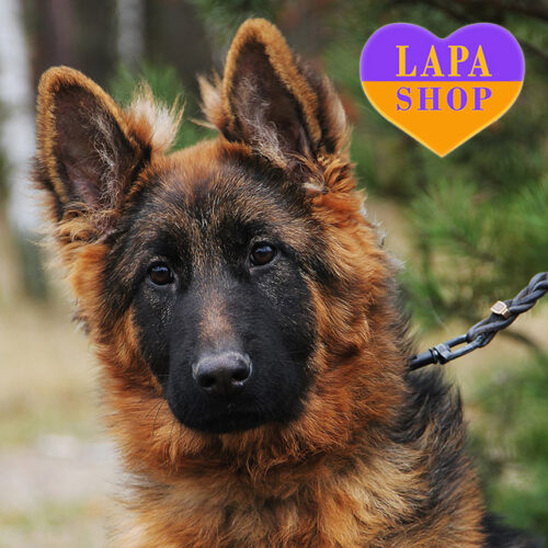 Милая красавица породы немецкая овчарка длинношерстная Венера