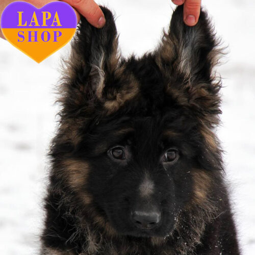 Очаровательная леди породы немецкая овчарка стандарт