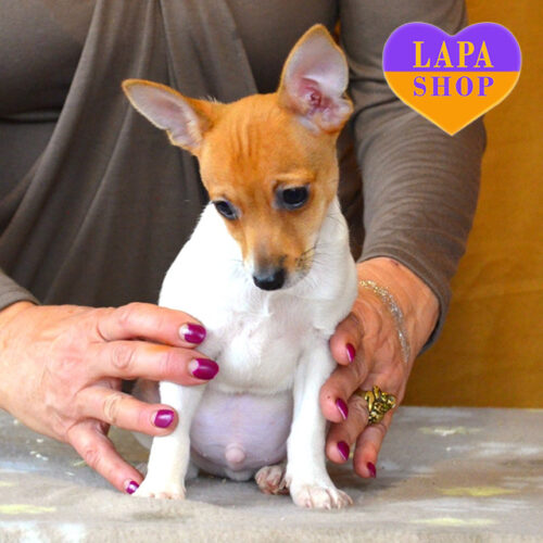 Хлопчик Golden-Greg породи американський той-фокстер'єр біло-рудого забарвлення