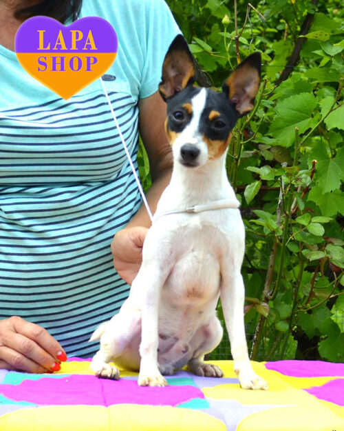 nhbrjkjhybq американський той-фокстер'єр