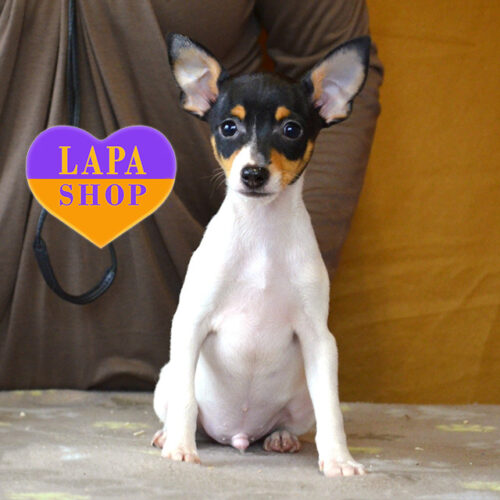 Красунчик Graph-Gallardo породи американський той-фокстер'єр