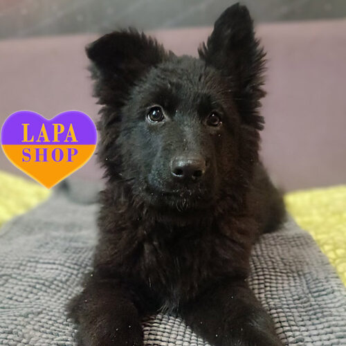 Groza — чорна дівчинка породи німецька вівчарка