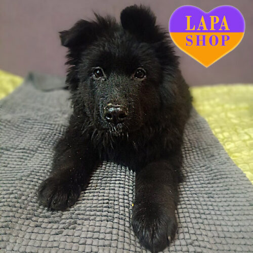 Чорна дівчинка породи німецька вівчарка Gucci