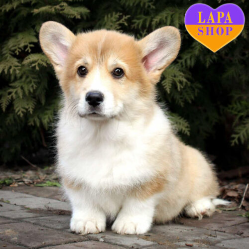 Handsome Boy Welsh Corgi Pembroke Gudvin