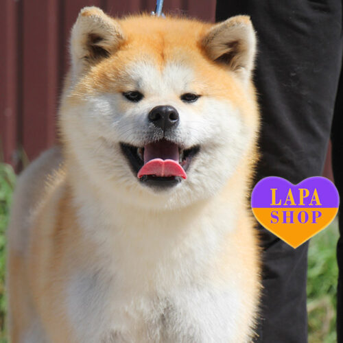 Akita Inu Cutie Hakka