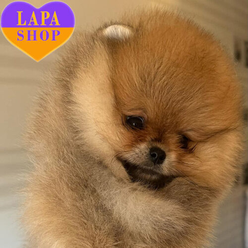 Невероятный красавец породы померанский шпиц He’ll