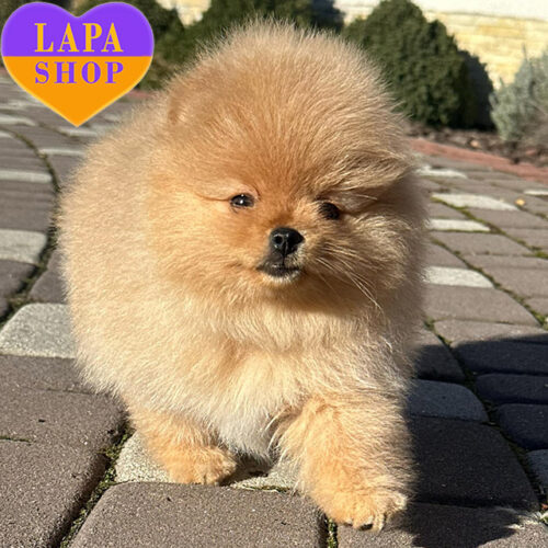 Невероятная девочка породы померанский шпиц Henrietta