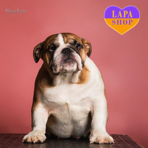 Біло-руда красуня англійський бульдог Hope