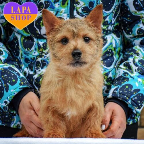 Чарівний хлопчик породи норвіч-тер'єр Ice Cream