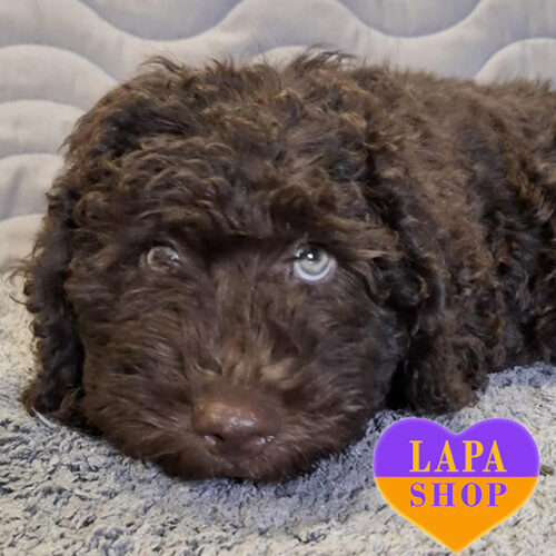 Коричнево- білий хлопчик породи іспанський водяний собака Igoryk