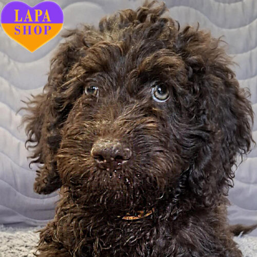 Дівчинка породи іспанський водяний собака коричнево-білого забарвлення Ivanka